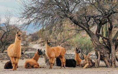 Cómo ir y que vér de Tafí del Valle a Cafayate